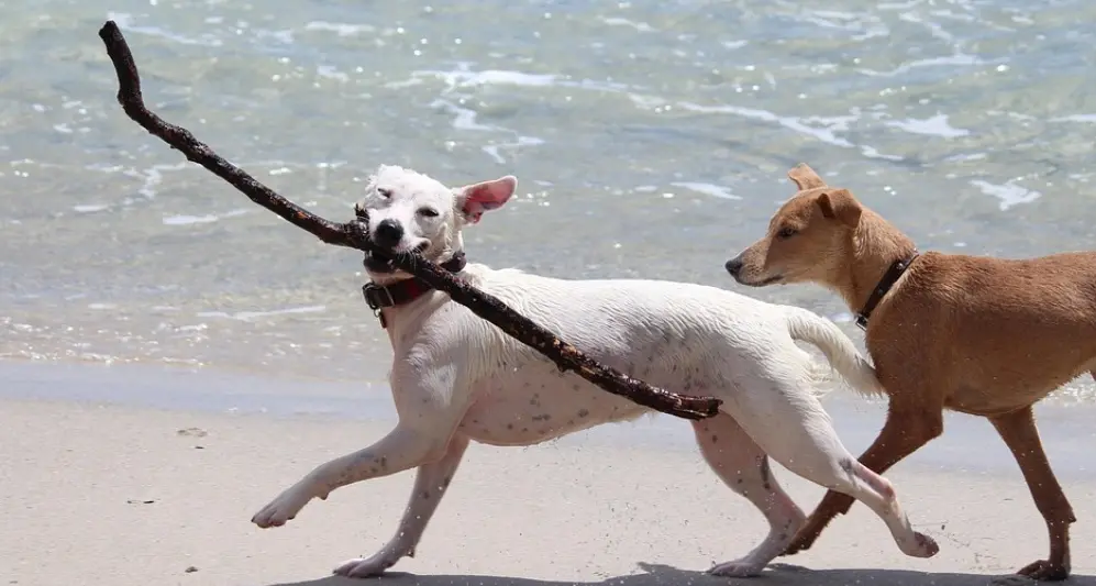 Pizzo, nella Casa della Cultura focus sul benessere dei cani e dei loro umani\n