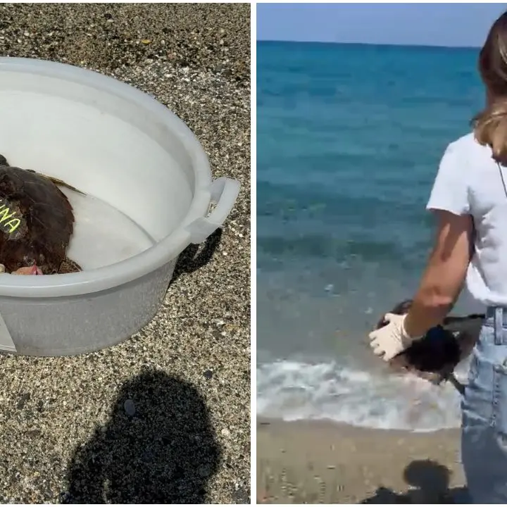Pizzo, torna in mare la tartaruga curata per mesi al centro M.a.r.e. Calabria di Montepaone –\u00A0VIDEO\n