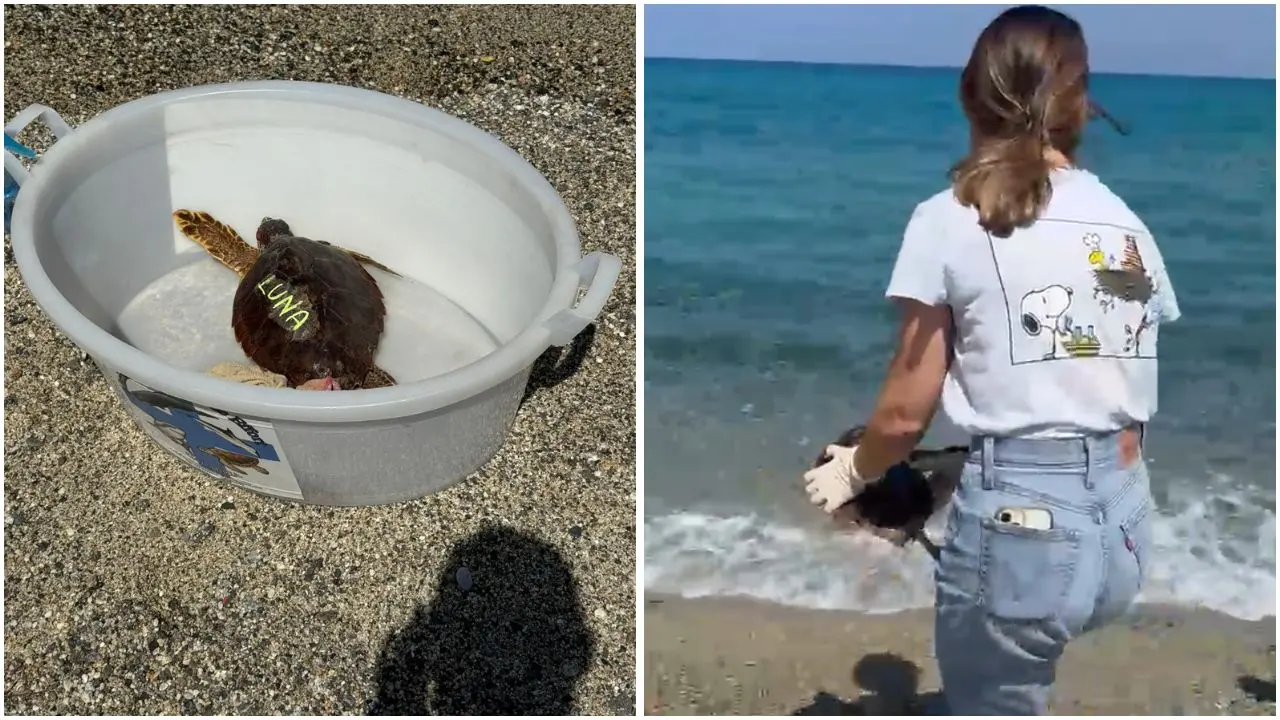 Pizzo, torna in mare la tartaruga curata per mesi al centro M.a.r.e. Calabria di Montepaone –\u00A0VIDEO\n