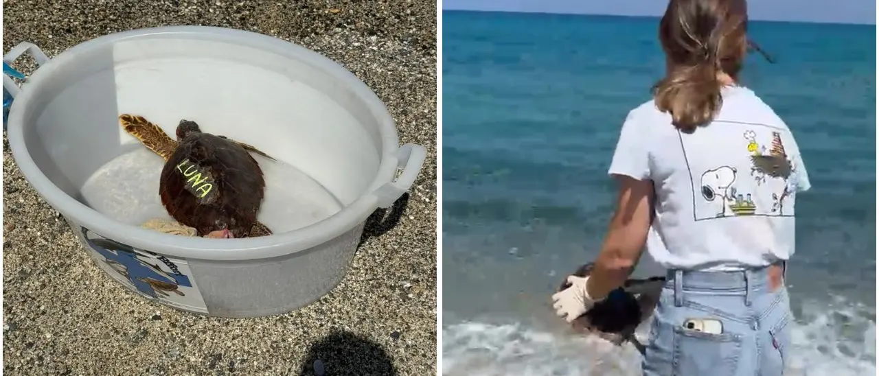 Pizzo, torna in mare la tartaruga curata per mesi al centro M.a.r.e. Calabria di Montepaone –\u00A0VIDEO\n