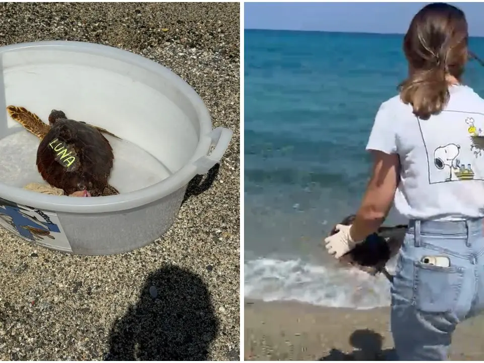 Pizzo, torna in mare la tartaruga curata per mesi al centro M.a.r.e. Calabria di Montepaone – VIDEO