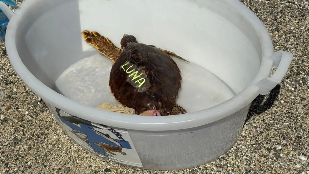Pizzo, torna in mare Luna: la tartaruga curata al centro veterinario di Montepaone