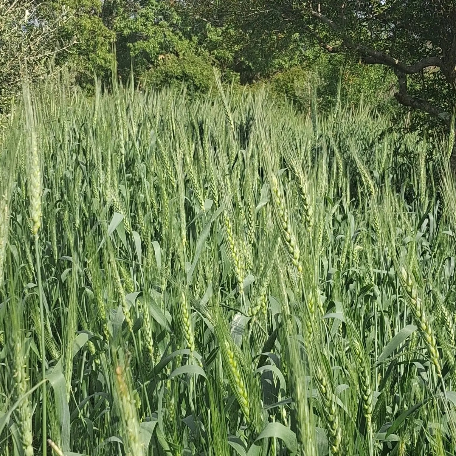Dalle radici della tradizione a una nuova prospettiva di sviluppo, il Grano Secrìa entra nell’Anagrafe nazionale della biodiversità agricola\n