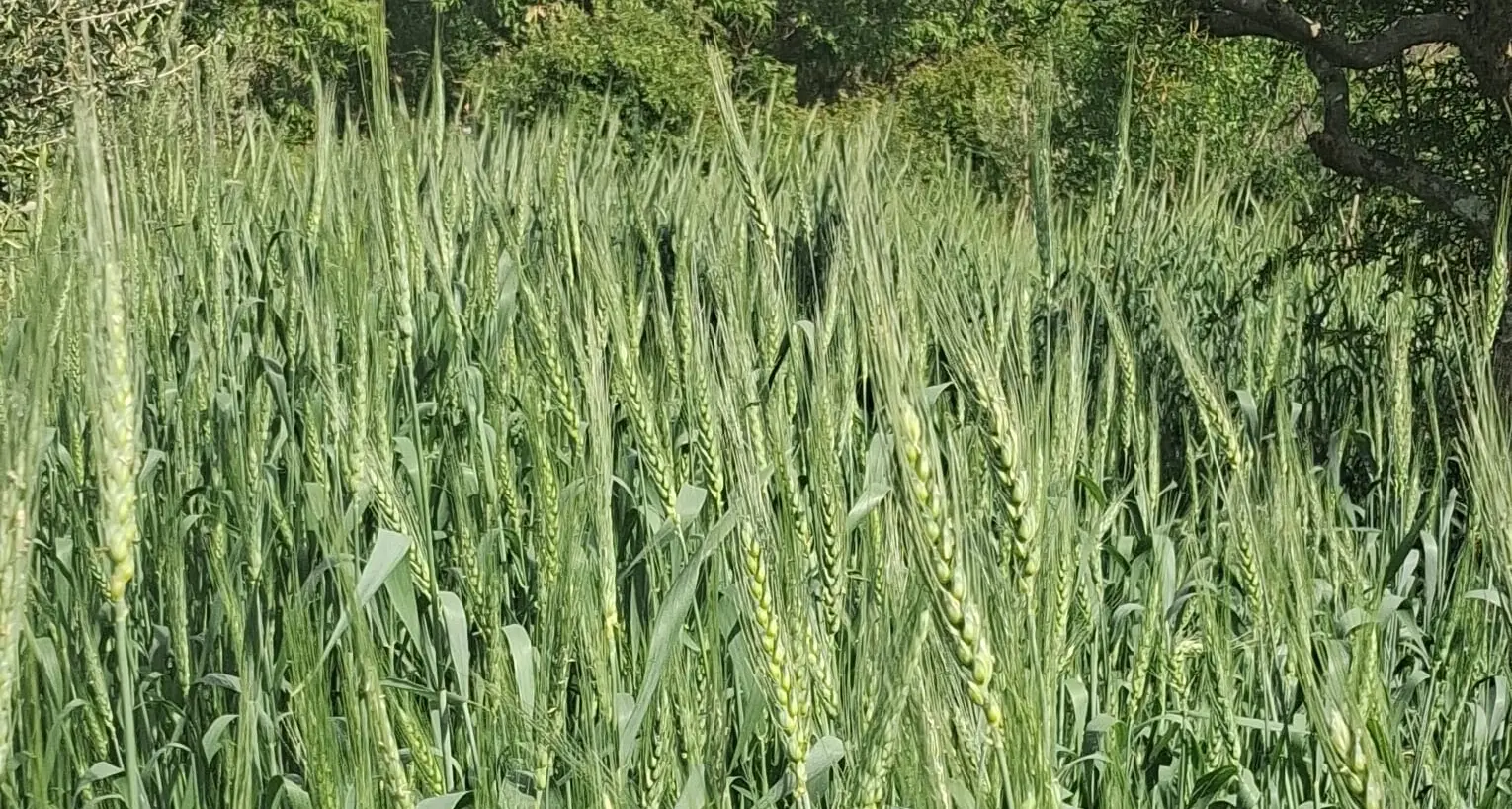 Dalle radici della tradizione a una nuova prospettiva di sviluppo, il Grano Secrìa entra nell’Anagrafe nazionale della biodiversità agricola\n