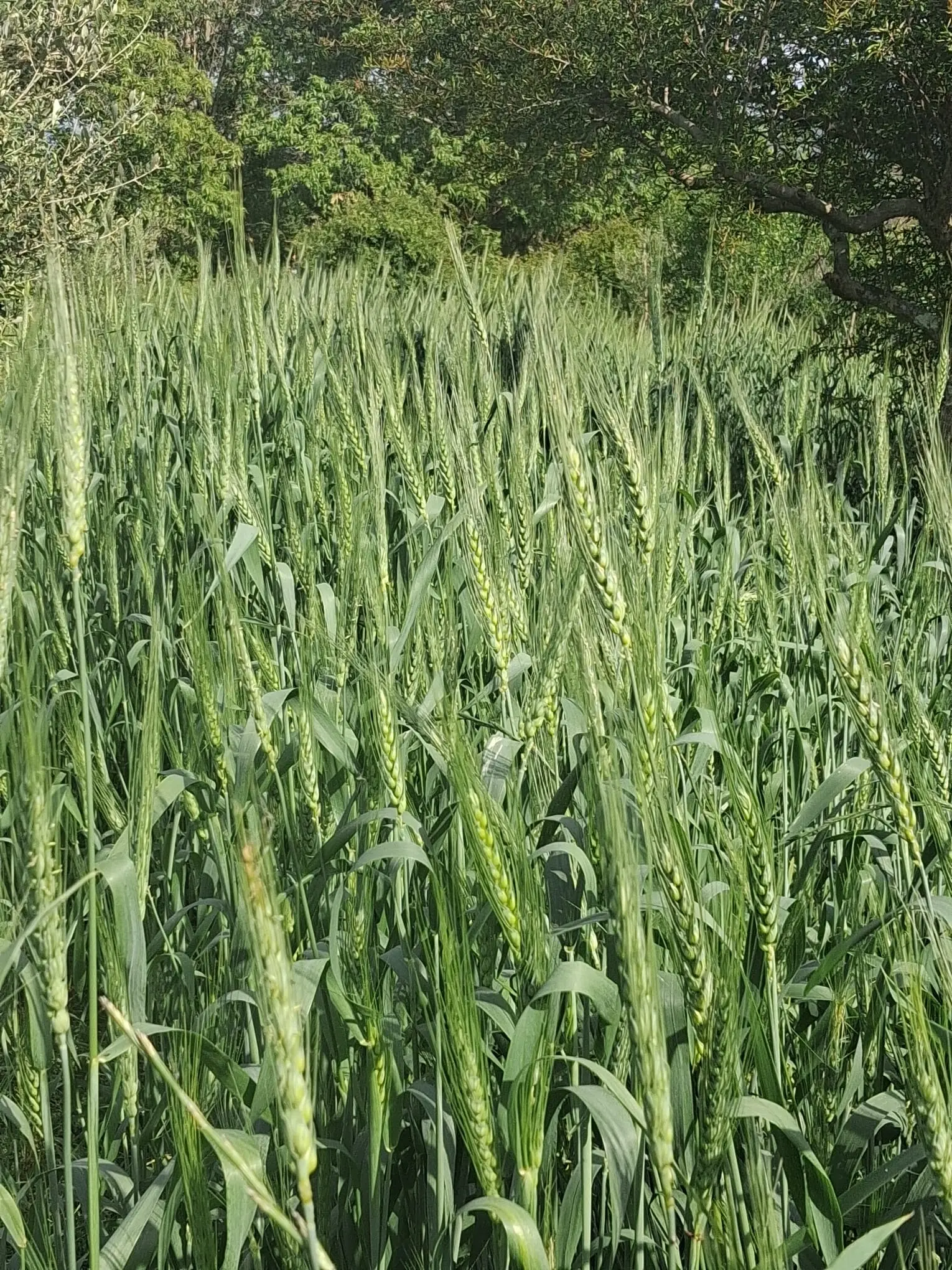 Dalle radici della tradizione a una nuova prospettiva di sviluppo, il Grano Secrìa entra nell’Anagrafe nazionale della biodiversità agricola\n