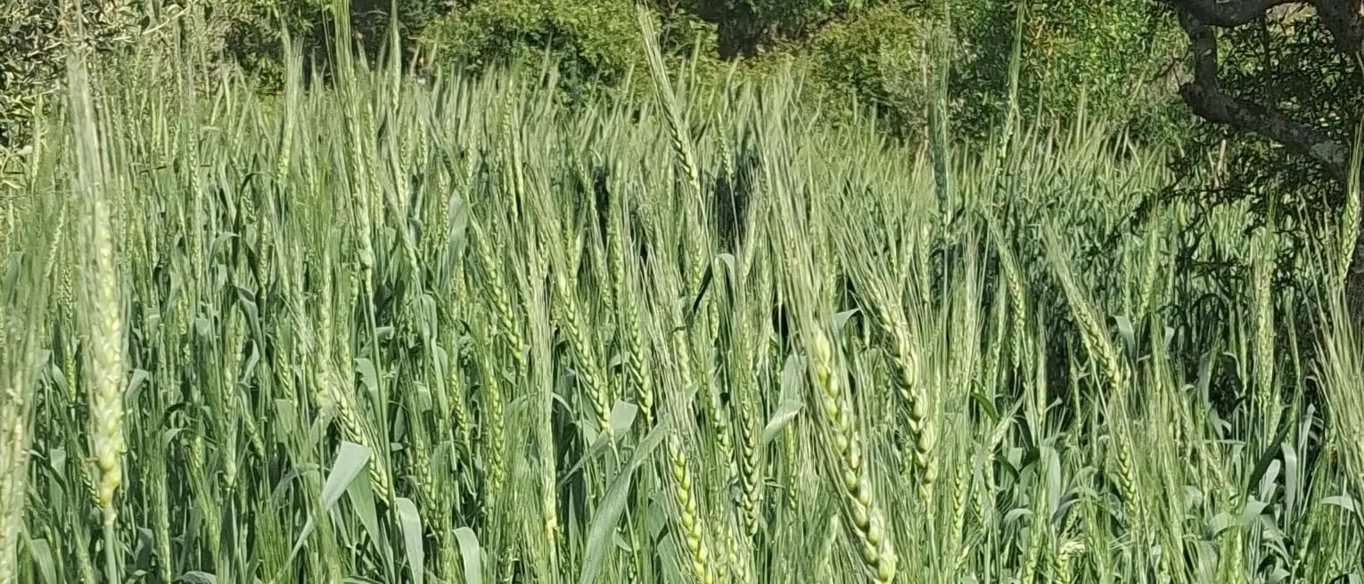 Dalle radici della tradizione a una nuova prospettiva di sviluppo, il Grano Secrìa entra nell’Anagrafe nazionale della biodiversità agricola\n