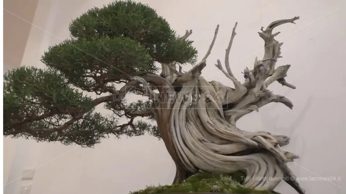 Catanzaro si prepara a diventare capitale del bonsai con la mostra internazionale\u00A0organizzata dall’associazione Perla dello Ionio\u00A0\n