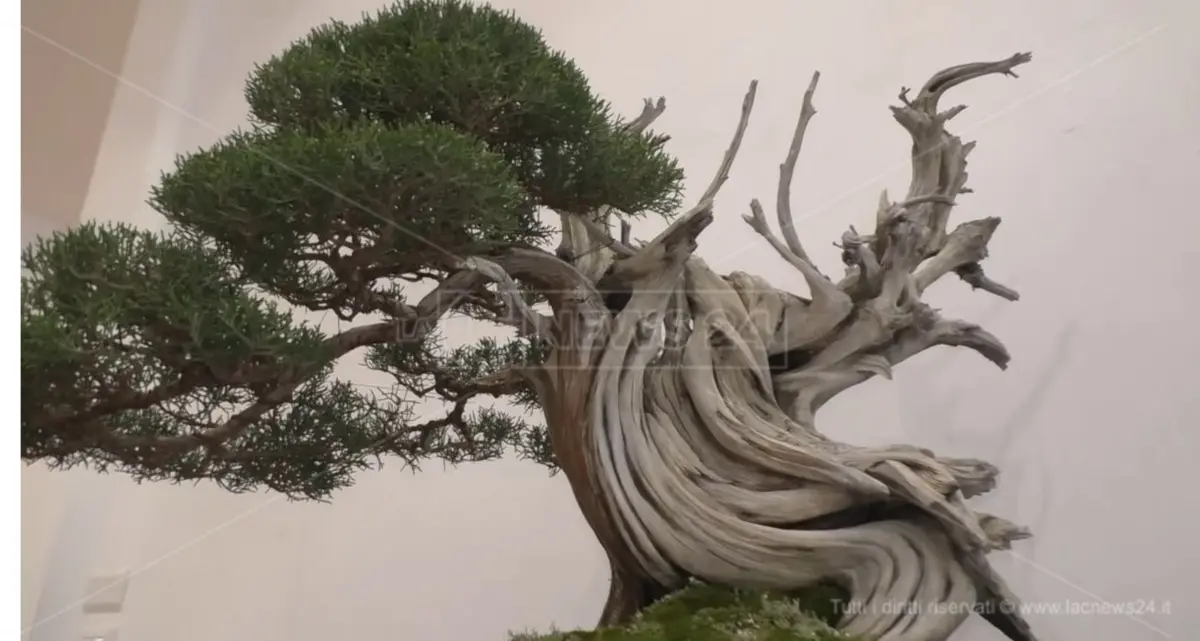 Catanzaro si prepara a diventare capitale del bonsai con la mostra internazionale\u00A0organizzata dall’associazione Perla dello Ionio\u00A0\n