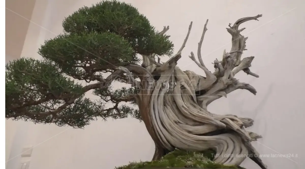 Catanzaro si prepara a diventare capitale del bonsai con la mostra internazionale\u00A0organizzata dall’associazione Perla dello Ionio\u00A0\n