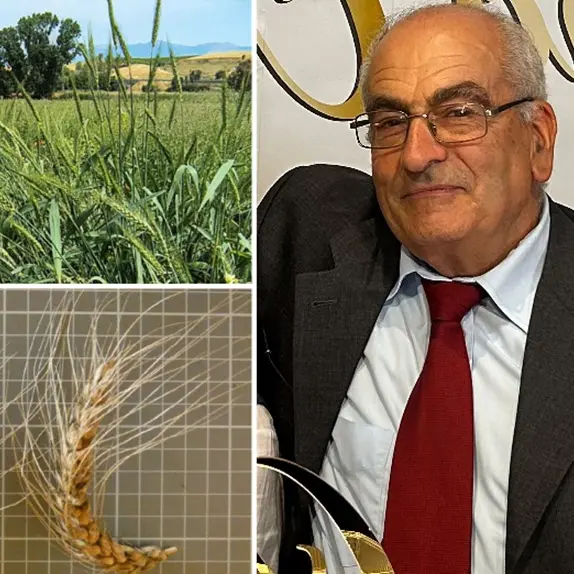Il grano Rosìa varietà da conservazione, Griffo (Acm): «È l’eredità più preziosa dei nostri avi»\n