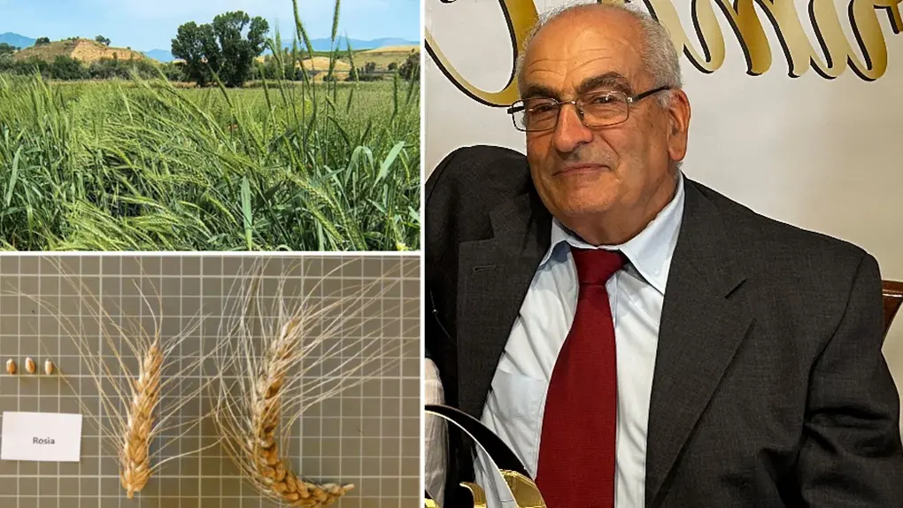 <p>Il grano Ros&igrave;a e Vincenzo Griffo, presidente dell'Associazione contadini di Maierato&nbsp;</p>\\n