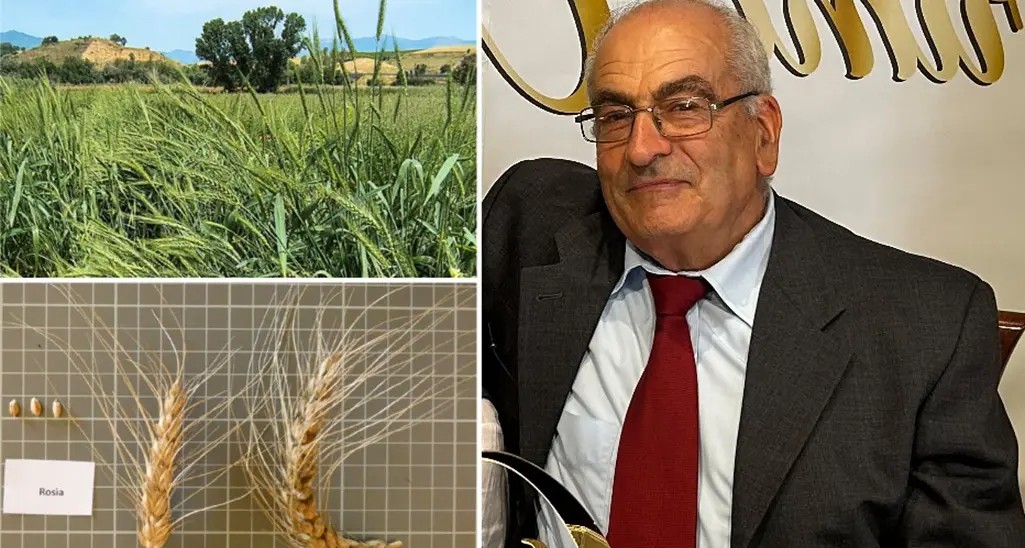 Il grano Rosìa varietà da conservazione, Griffo (Acm): «È l’eredità più preziosa dei nostri avi»\n