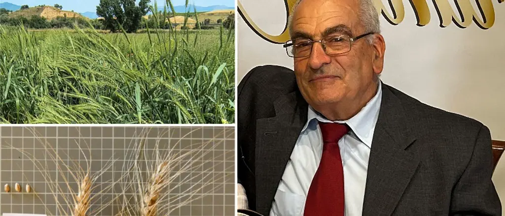 Il grano Rosìa varietà da conservazione, Griffo (Acm): «È l’eredità più preziosa dei nostri avi»\n