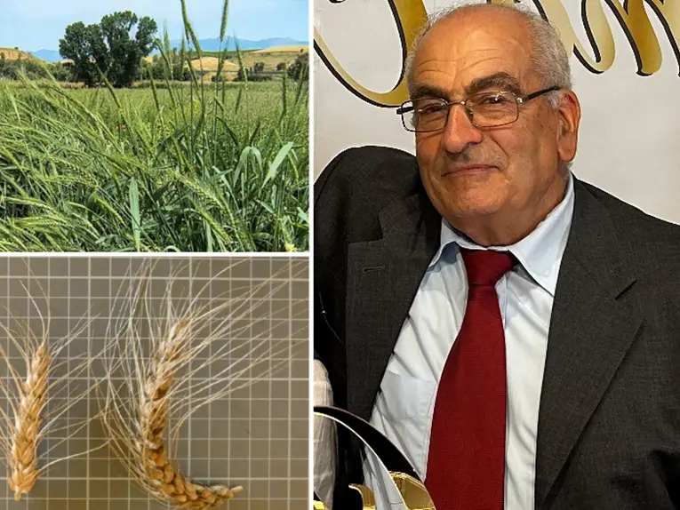 Il grano Rosìa varietà da conservazione, Griffo (Acm): «È l’eredità più preziosa dei nostri avi»
