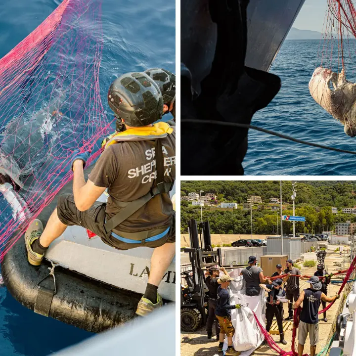 Guardia di Finanza di Vibo e Sea Shepherd scoprono 19 chilometri di spadare:\u00A0mante e delfini morti nelle reti illegali\n