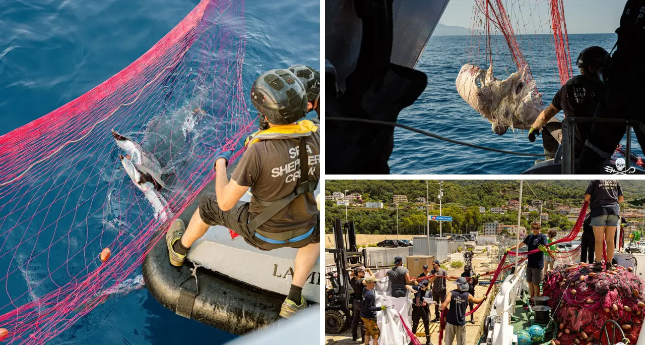 Guardia di Finanza di Vibo e Sea Shepherd scoprono 19 chilometri di spadare:\u00A0mante e delfini morti nelle reti illegali\n