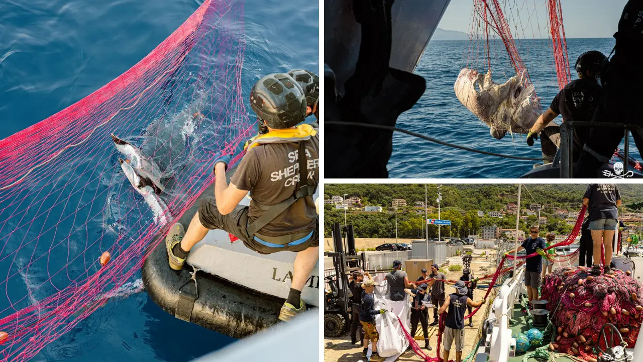 Guardia di Finanza di Vibo e Sea Shepherd scoprono 19 chilometri di spadare:\u00A0mante e delfini morti nelle reti illegali\n