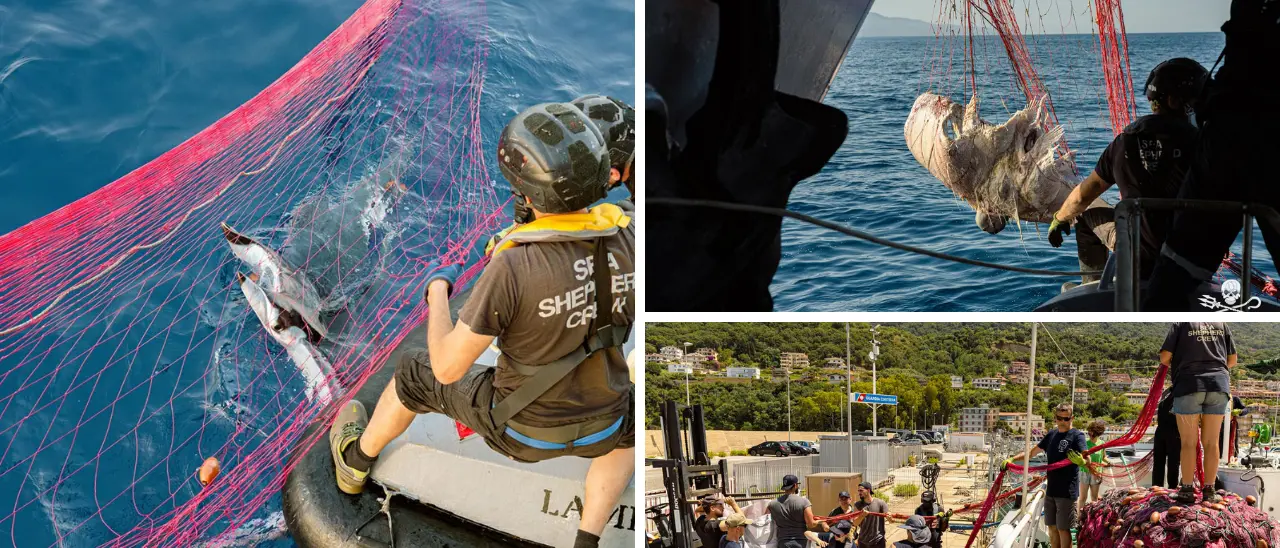 Guardia di Finanza di Vibo e Sea Shepherd scoprono 19 chilometri di spadare:\u00A0mante e delfini morti nelle reti illegali\n