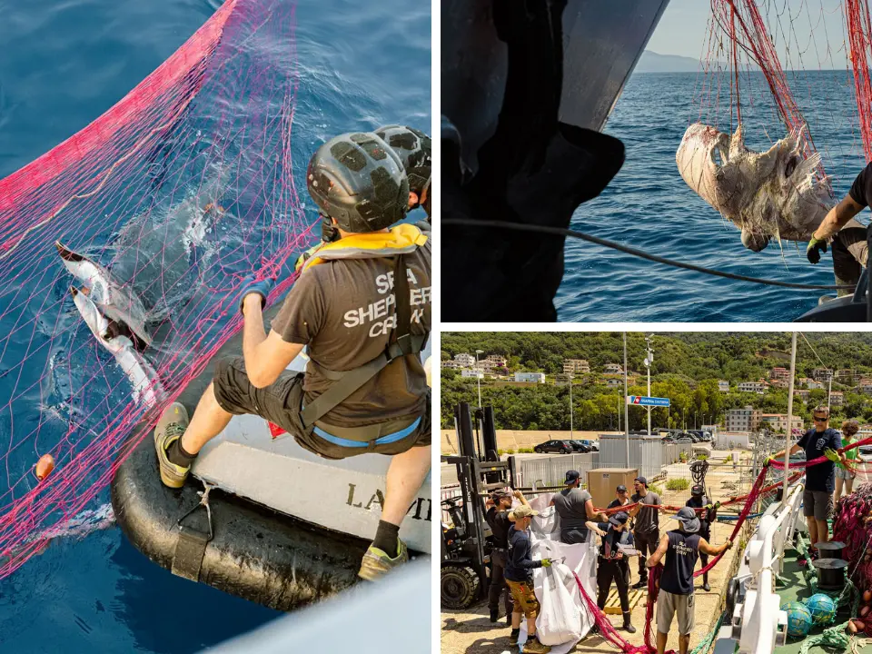Guardia di Finanza di Vibo e Sea Shepherd scoprono 19 chilometri di spadare: mante e delfini morti nelle reti illegali