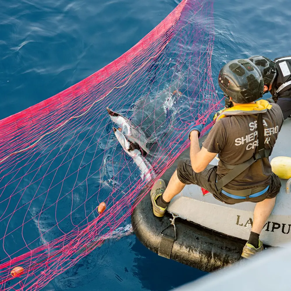 <p>Pesca illegale nel Tirreno calabrese, confiscati 19 chilometri di spadare: nelle reti mante e delfini morti</p>