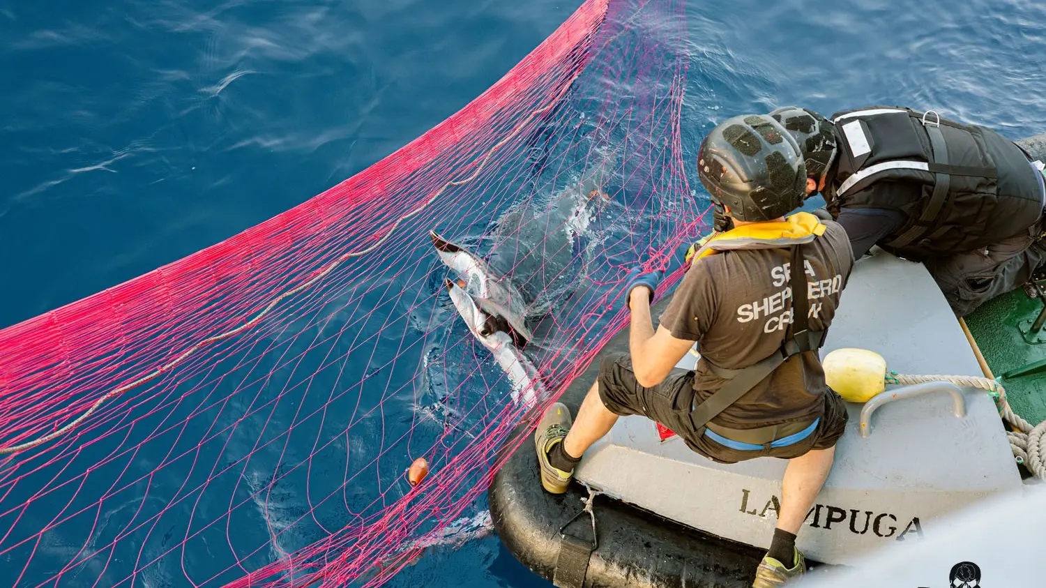 <p>Pesca illegale nel Tirreno calabrese, confiscati 19 chilometri di spadare: <span style=\"color:hsl(0, 75%, 60%);\">nelle reti mante e delfini morti</span></p>