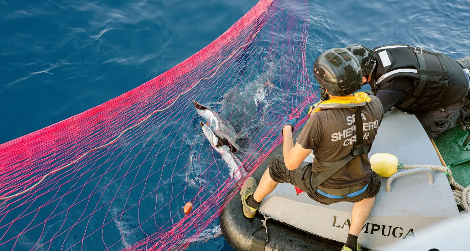 <p>Pesca illegale nel Tirreno calabrese,<span style=\"color:hsl(0,75%,60%);\"> confiscati 19 chilometri di spadare</span>: nelle reti mante e delfini morti</p>