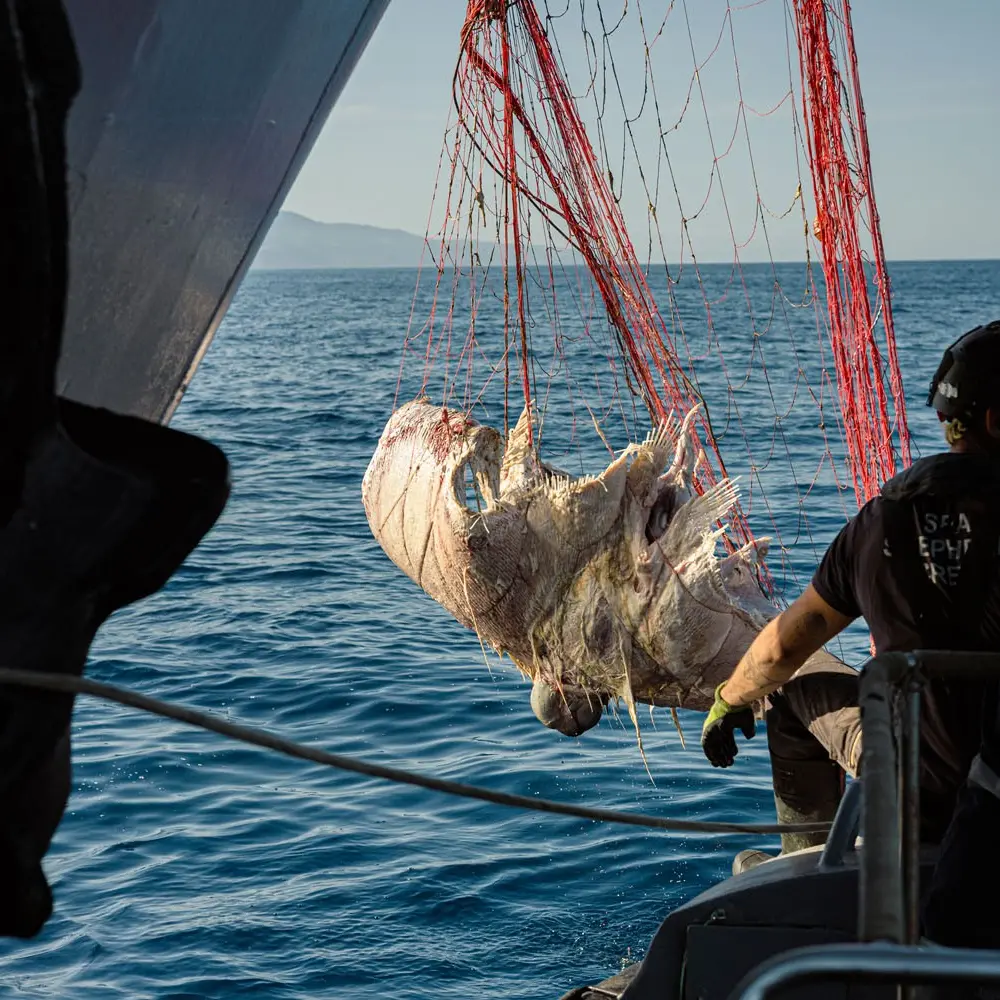 Fuscaldo, scoperta una strage nel Tirreno: mante e delfini morti in 19 chilometri di reti illegali\n