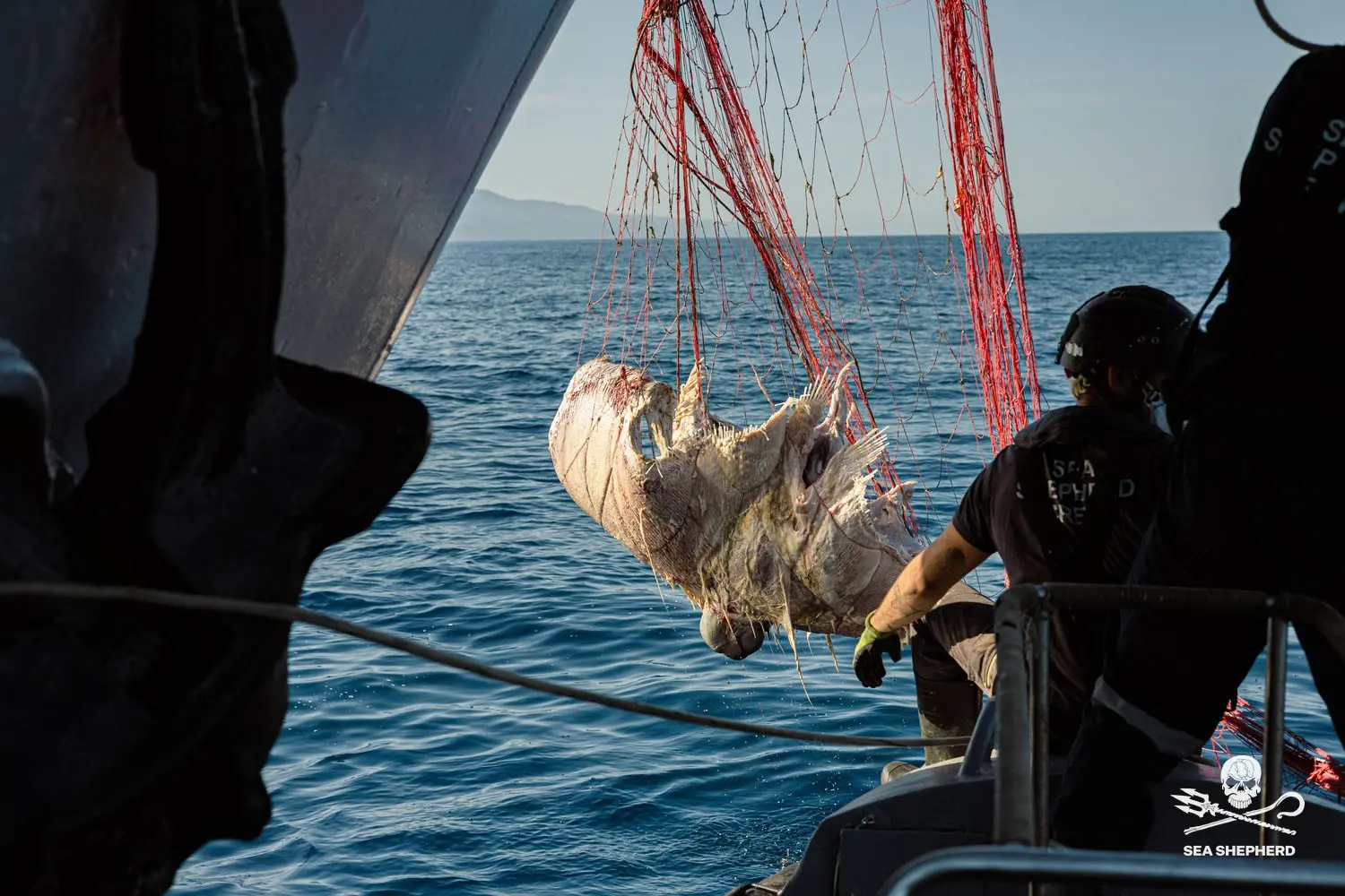 Fuscaldo, scoperta una strage nel Tirreno: mante e delfini morti in 19 chilometri di reti illegali\n