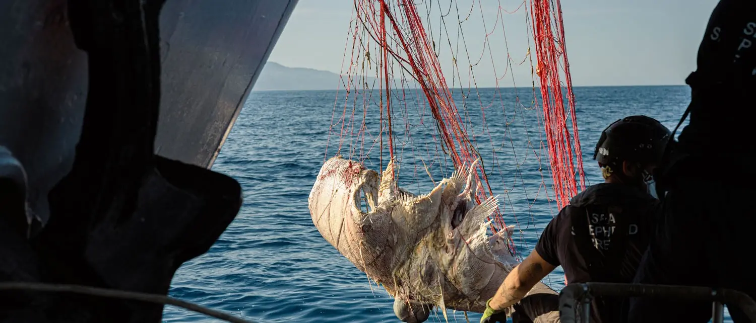 Fuscaldo, scoperta una strage nel Tirreno: mante e delfini morti in 19 chilometri di reti illegali\n