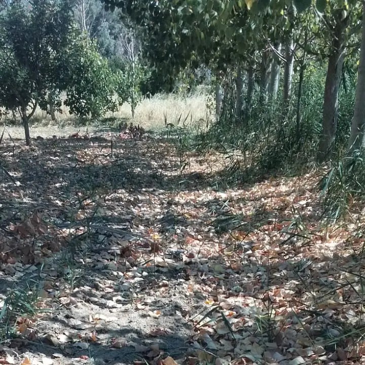 La denuncia: «La situazione a Lattughelle sta diventando drammatica: sta seccando tutto»\n
