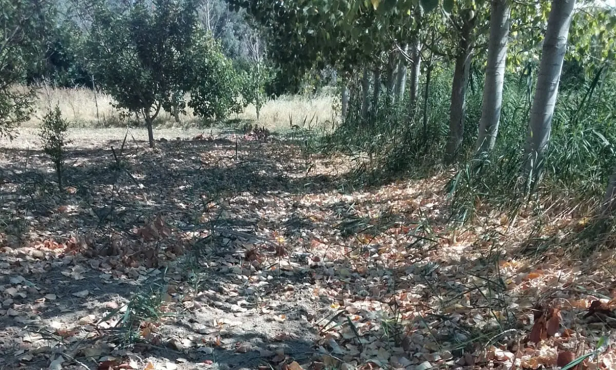 La denuncia: «La situazione a Lattughelle sta diventando drammatica: sta seccando tutto»\n