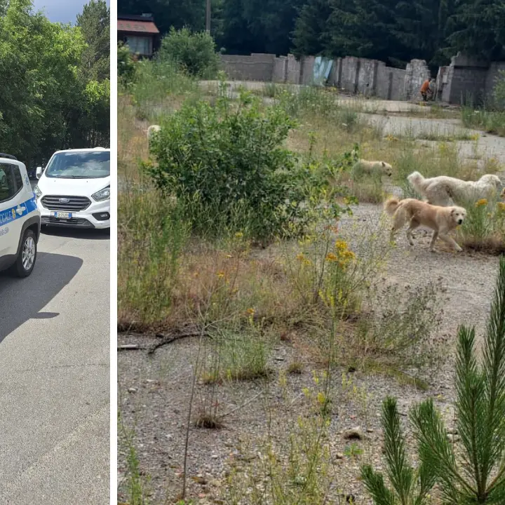 Camigliatello, operazione contro il fenomeno del randagismo\n
