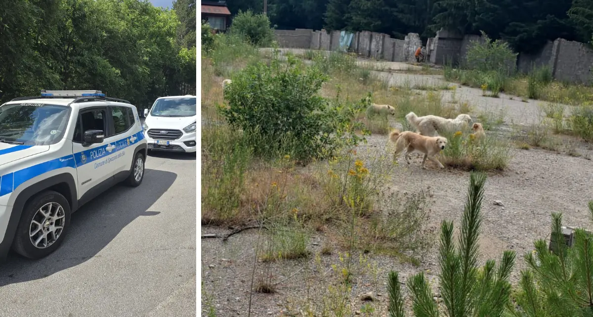 Camigliatello, operazione contro il fenomeno del randagismo\n