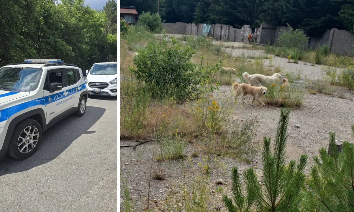 Camigliatello, operazione contro il fenomeno del randagismo\n