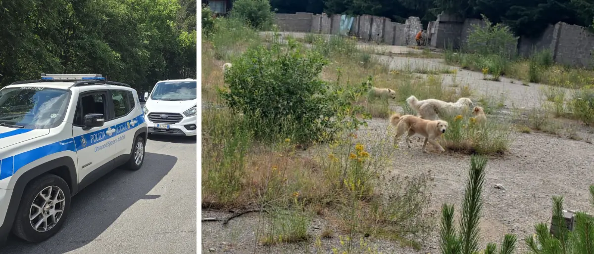 Camigliatello, operazione contro il fenomeno del randagismo\n
