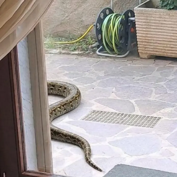 Paura a Lamezia Terme, avvistato un grosso serpente in un cortile privato