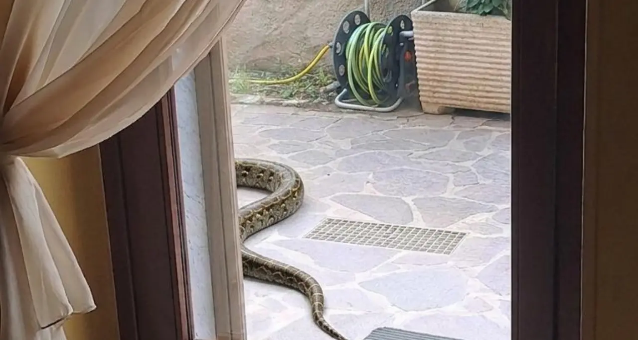 <p>Paura a Lamezia Terme, avvistato un <span style=\"color:hsl(0, 75%, 60%);\">grosso serpente</span> in un cortile privato</p>