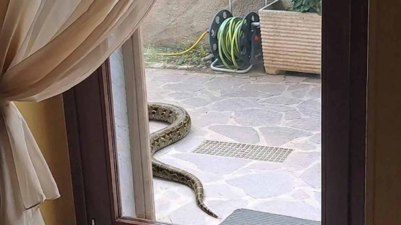 Paura a Lamezia Terme, avvistato un grosso serpente in un cortile privato