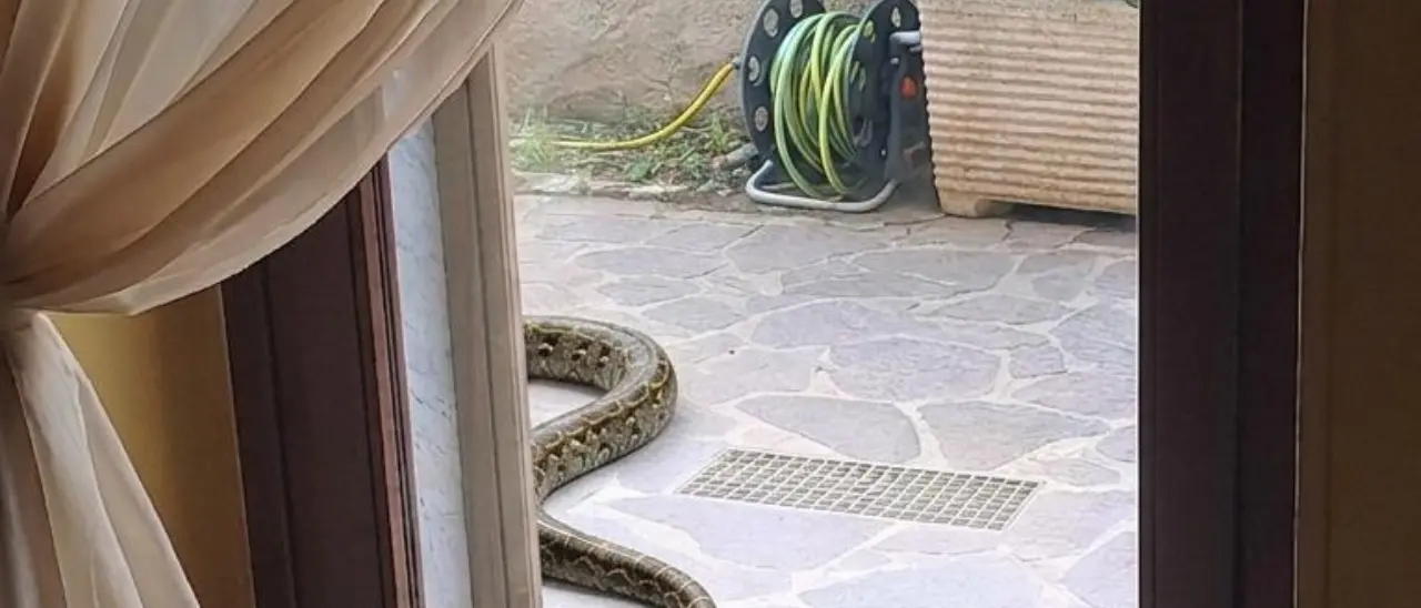 Paura a Lamezia Terme, avvistato un grosso serpente in un cortile privato