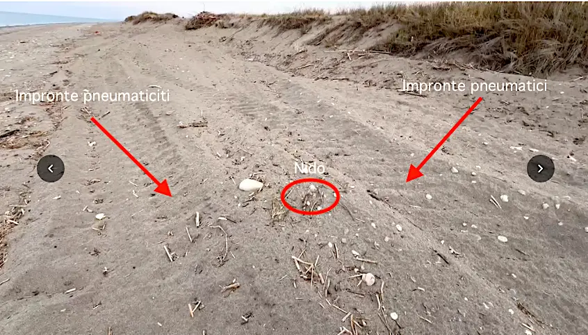 Fuoristrada e quad sulle dune sfiorano un nido di fratino: la Lipu chiede più controlli a Crosia\n
