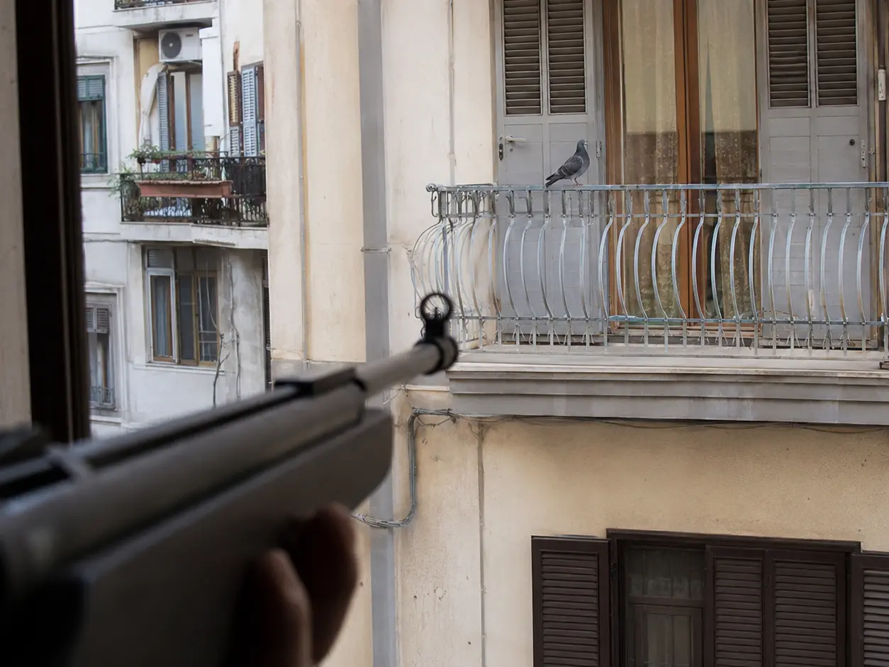 Vibo, prende a fucilate gli uccelli sul balcone della vicina: denunciato un uomo, sequestrata una carabina ad aria compressa