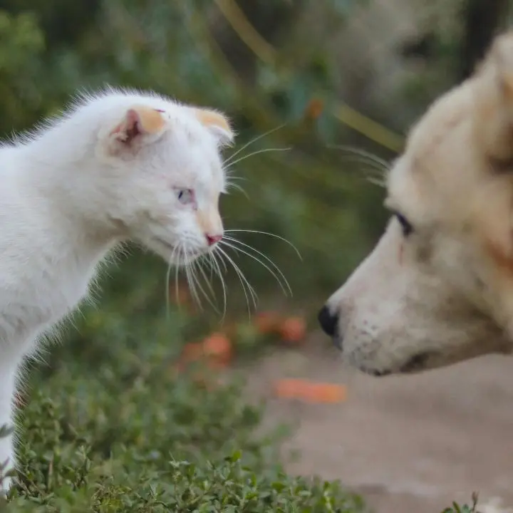 Cani e gatti feriti, la denuncia delle\u00A0associazioni:\u00A0«L’Asp di Vibo ha l’obbligo di intervenire ma delega ad altri»\n