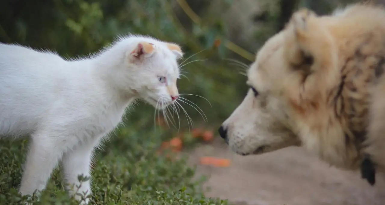 Cani e gatti feriti, la denuncia delle\u00A0associazioni:\u00A0«L’Asp di Vibo ha l’obbligo di intervenire ma delega ad altri»\n