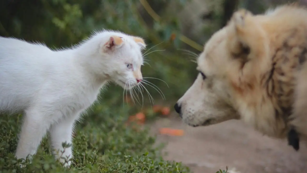 Cani e gatti feriti, la denuncia delle\u00A0associazioni:\u00A0«L’Asp di Vibo ha l’obbligo di intervenire ma delega ad altri»\n