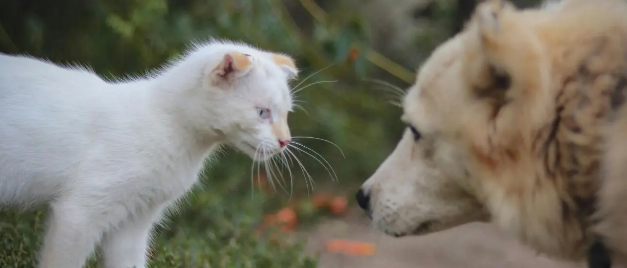Cani e gatti feriti, la denuncia delle\u00A0associazioni:\u00A0«L’Asp di Vibo ha l’obbligo di intervenire ma delega ad altri»\n