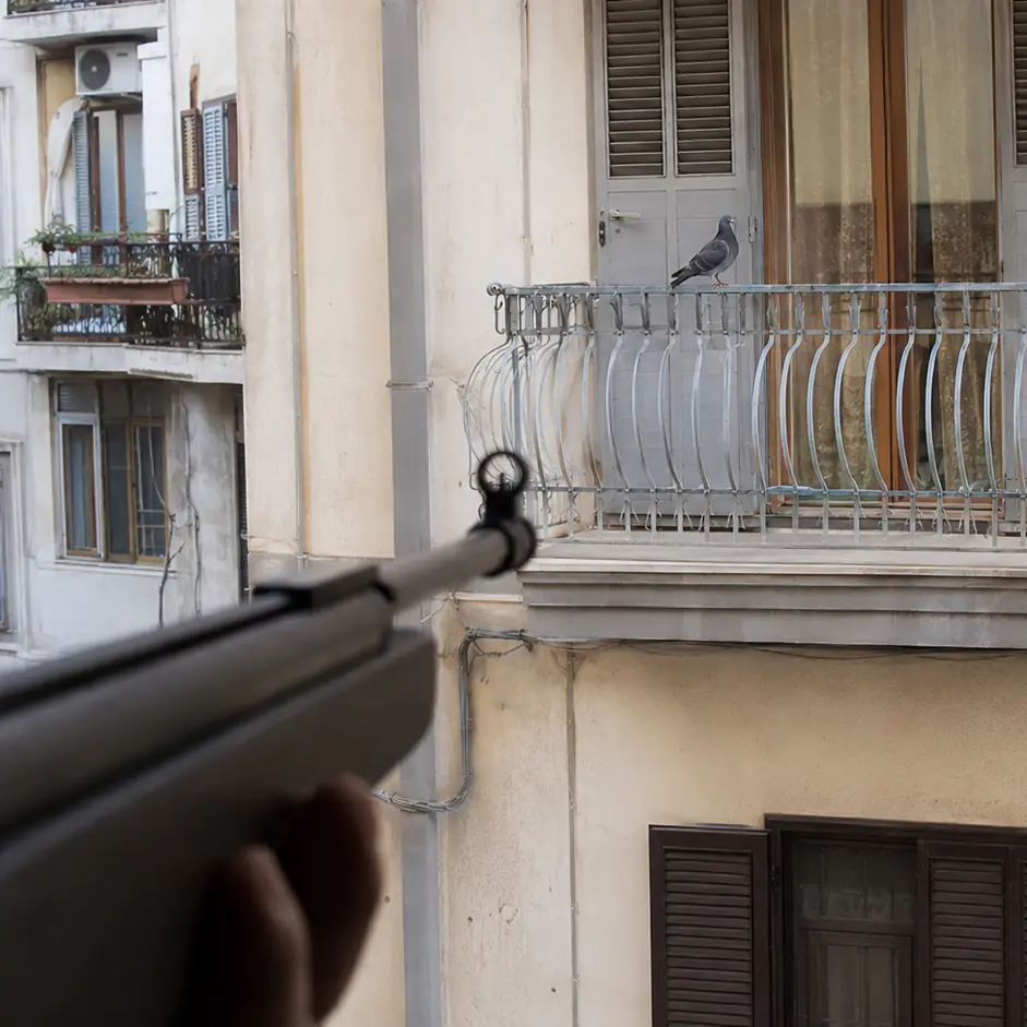 Volatile ucciso su un balcone di\u00A0Vibo, la protesta di Animal Protection: «Le armi ad aria compressa non sono giocattoli, servono regole più severe»\n