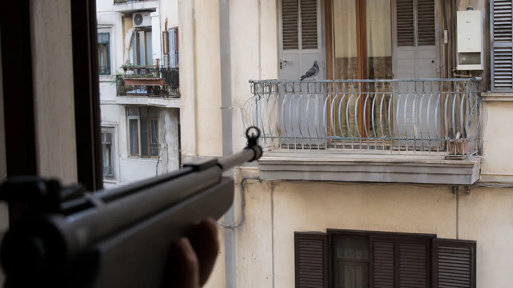 Volatile ucciso su un balcone di\u00A0Vibo, la protesta di Animal Protection: «Le armi ad aria compressa non sono giocattoli, servono regole più severe»\n