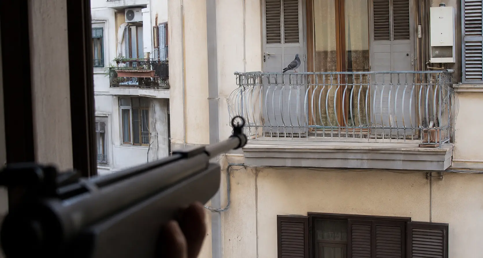 Volatile ucciso su un balcone di\u00A0Vibo, la protesta di Animal Protection: «Le armi ad aria compressa non sono giocattoli, servono regole più severe»\n