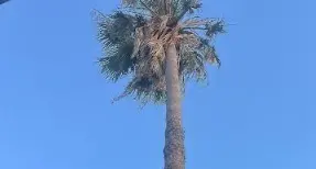 Veraldi: “La palma abbandonata di Via Santa Maria del Mezzogiorno simbolo del fallimento dell'amministrazione sul verde pubblico”\n
