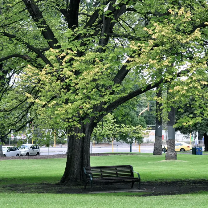 Sorpresa Cosenza:\u00A0è la sesta città più “verde” d’Italia per numero di alberi presenti nelle aree pubbliche\n
